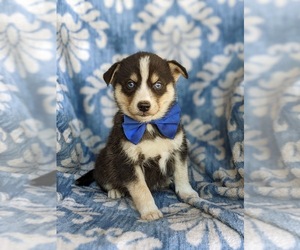 Pomsky Puppy for sale in EPHRATA, PA, USA