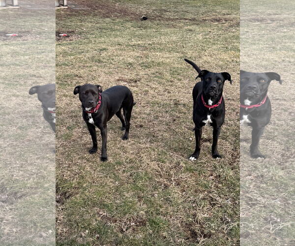Medium Photo #8 Labrador Retriever-Unknown Mix Puppy For Sale in Doylestown, PA, USA