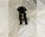 Small #11 American Staffordshire Terrier