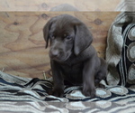 Small #1 Labrador Retriever