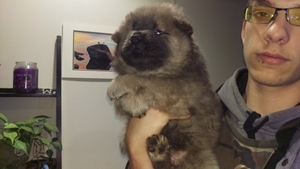 Chow Chow Puppy for sale in ESTACADA, OR, USA