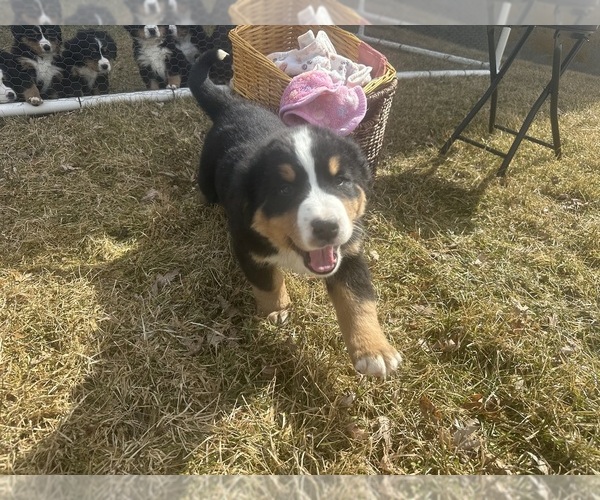 Medium Photo #8 Bernese Mountain Dog Puppy For Sale in ATHENS, WI, USA