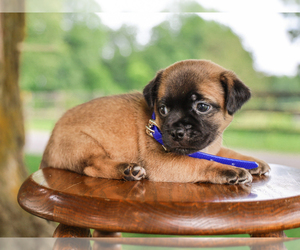 Jug Puppy for Sale in LIBERTY, Kentucky USA