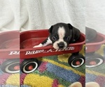 Small #3 Boston Terrier