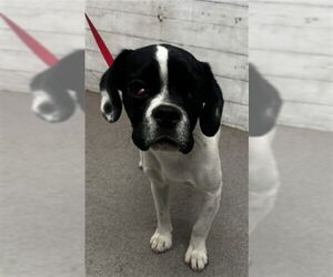 Pug Dogs for adoption in San Bernardino, CA, USA