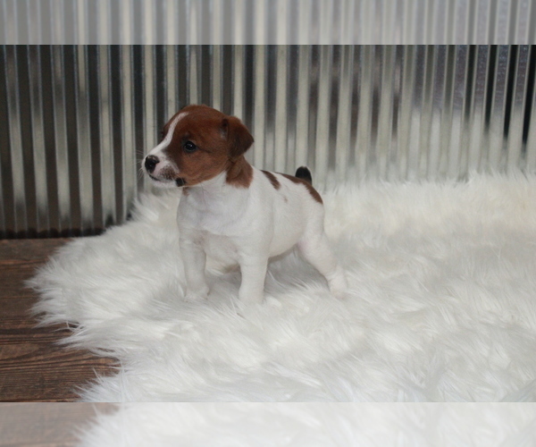Medium Photo #3 Jack Russell Terrier Puppy For Sale in BENTON, IL, USA