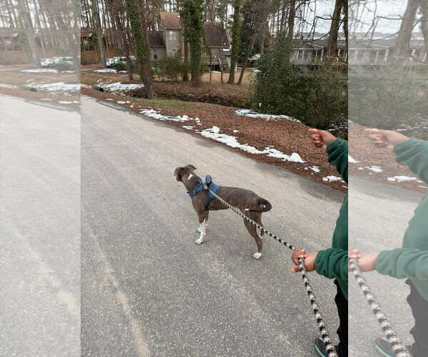 Medium Photo #14 Mutt Puppy For Sale in Holly Springs, NC, USA