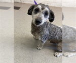 Small Poodle (Miniature) Mix