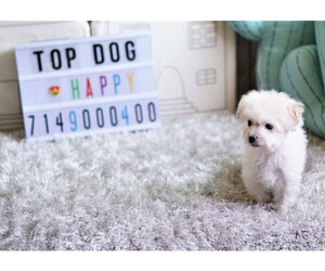 Maltipoo-Unknown Mix Puppy for sale in FULLERTON, CA, USA