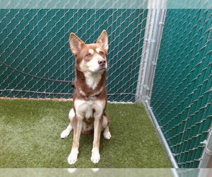 Siberian Husky Dogs for adoption in Downey, CA, USA