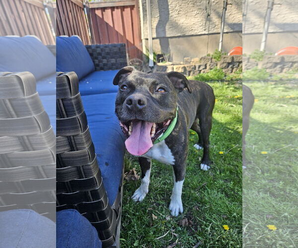 Medium Photo #1 American Pit Bull Terrier-Unknown Mix Puppy For Sale in Farmington, MN, USA