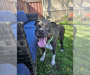 American Pit Bull Terrier-Unknown Mix Dogs for adoption in Farmington, MN, USA