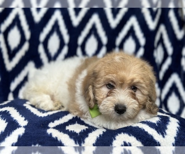 Medium Photo #3 Lhasa-Poo Puppy For Sale in LAKELAND, FL, USA