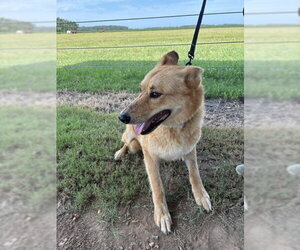 Rock - Male German Shepherd Dog Dog for Adoption - Photo #4