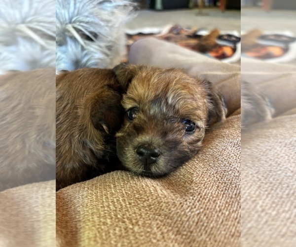 Medium Photo #28 Poocan Puppy For Sale in FAIR OAKS, CA, USA