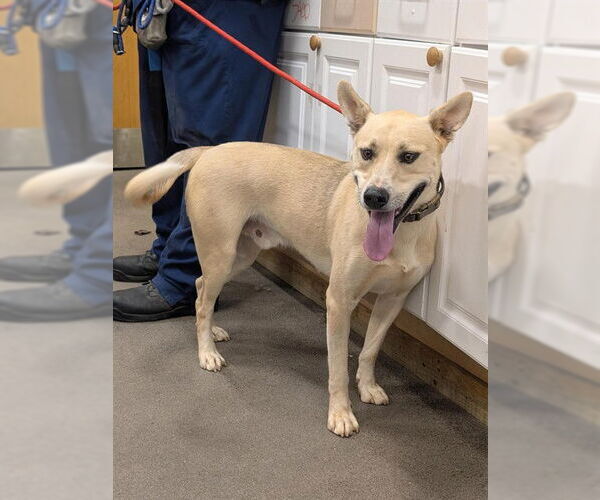 Medium Photo #1 German Shepherd Dog-Unknown Mix Puppy For Sale in Forestville, MD, USA