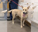 Small German Shepherd Dog Mix