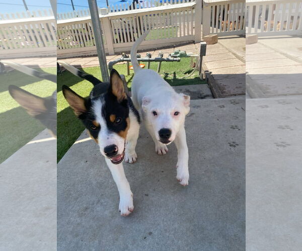 Medium Photo #6 Australian Shepherd-Unknown Mix Puppy For Sale in La Verne, CA, USA