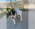 Small #5 Australian Shepherd Mix