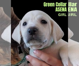 Anatolian Shepherd-Labrador Retriever Mix Dogs for adoption in Higley, AZ, USA