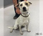 Small #1 Retriever  Mix