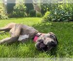 Small #5 Great Dane