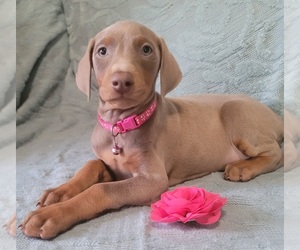 Doberman Pinscher Puppy for sale in POMEROY, OH, USA