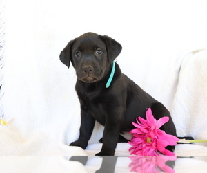 Labrador Retriever Puppy for sale in SHILOH, OH, USA