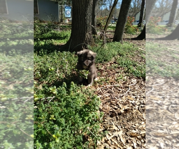 Medium Photo #5 Siberian Husky Puppy For Sale in MONROE, NC, USA