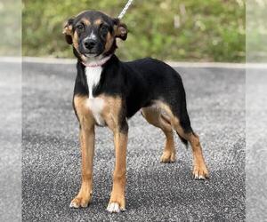 Beagle-German Shepherd Dog Mix Dogs for adoption in Canfield, OH, USA