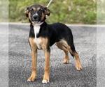 Small Beagle-German Shepherd Dog Mix