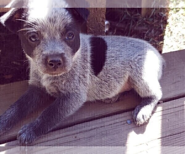 Medium Photo #12 Australian Cattle Dog Puppy For Sale in BRIGGSDALE, CO, USA