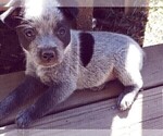 Small Photo #12 Australian Cattle Dog Puppy For Sale in BRIGGSDALE, CO, USA