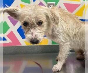 Border Terrier Dogs for adoption in Baytown, TX, USA