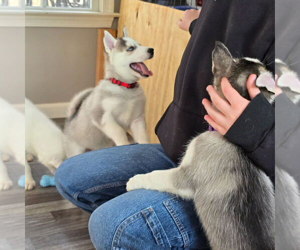 Medium Photo #46 Siberian Husky Puppy For Sale in KING GEORGE, VA, USA