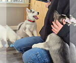 Small Photo #46 Siberian Husky Puppy For Sale in KING GEORGE, VA, USA