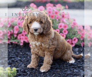Goldendoodle (Miniature) Puppy for sale in GORDONVILLE, PA, USA