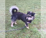 Small #2 Mutt