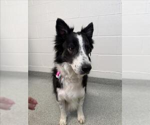 Border Collie-Collie Mix Dogs for adoption in Fort Collins, CO, USA