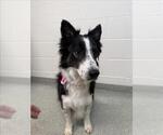 Small Border Collie-Collie Mix