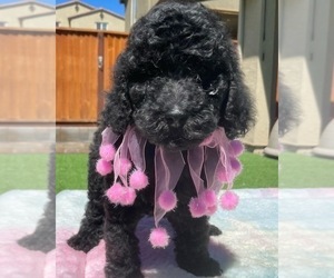 Poodle (Standard) Puppy for Sale in GILROY, California USA