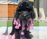 Small Photo #1 Poodle (Standard) Puppy For Sale in GILROY, CA, USA
