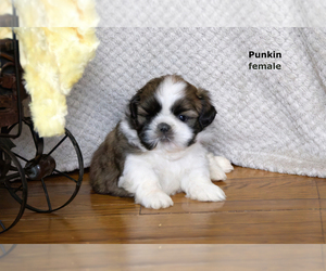 Shih Tzu Puppy for sale in CLARE, MI, USA