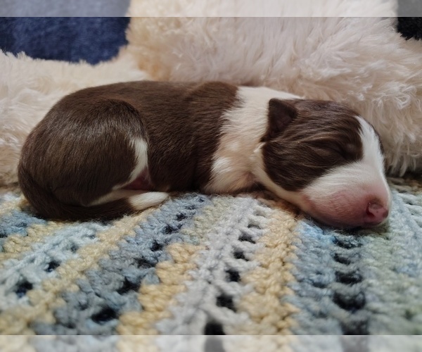 Medium Photo #29 Border Collie Puppy For Sale in NORBORNE, MO, USA