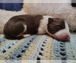 Small Photo #247 Border Collie Puppy For Sale in NORBORNE, MO, USA