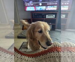 Small Golden Retriever
