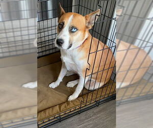 Pembroke Welsh Corgi-Unknown Mix Dogs for adoption in San Antonio, TX, USA