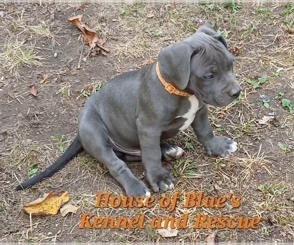 Medium Photo #5 American Pit Bull Terrier Puppy For Sale in DELAWARE, OH, USA