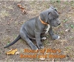 Small #4 American Pit Bull Terrier