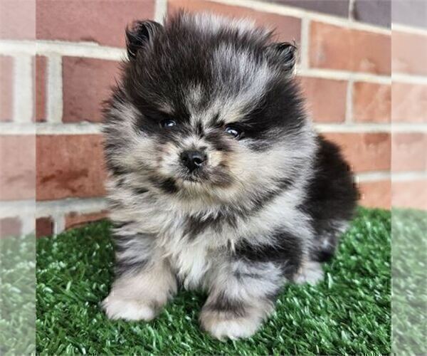 Medium Photo #8 Pomeranian Puppy For Sale in JACKSONVILLE, FL, USA